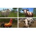 Farming Simulator (Switch, русские субтитры) купить в интернет-магазине ⭐ GameSpot.com.ua ⭐ Farming Simulator (Switch, русские субтитры), 242351, Nintendo