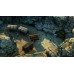 Shadow Tactics Blades of the Shogun (PS4, російські субтити), 241924,